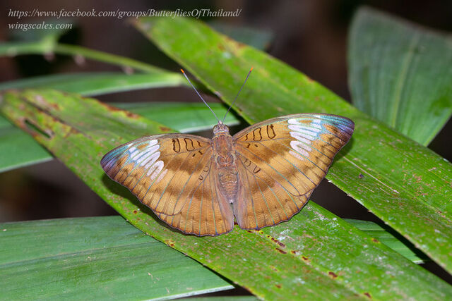 Euthalia alpheda verena