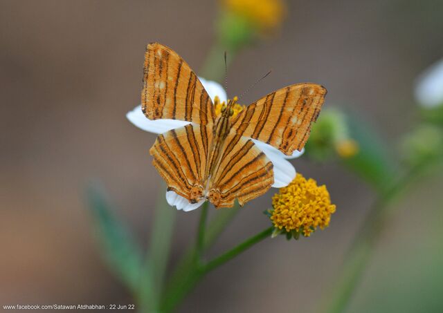Chersonesia risa risa