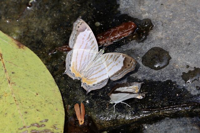 Cyrestis themire themire