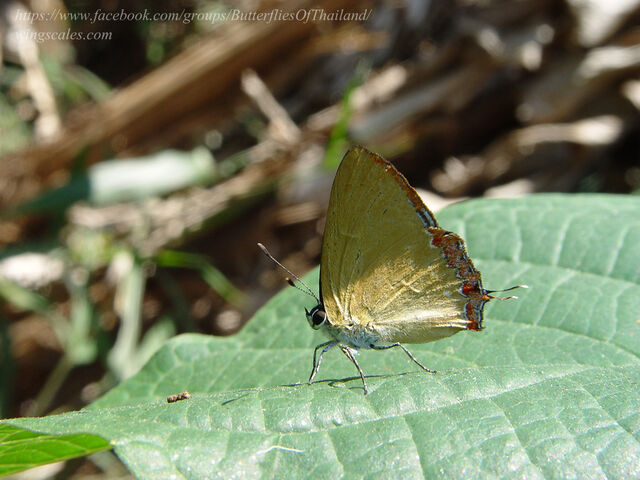 Heliophorus kohimensis elioti