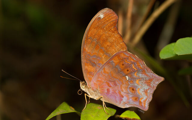 Terinos clarissa militum