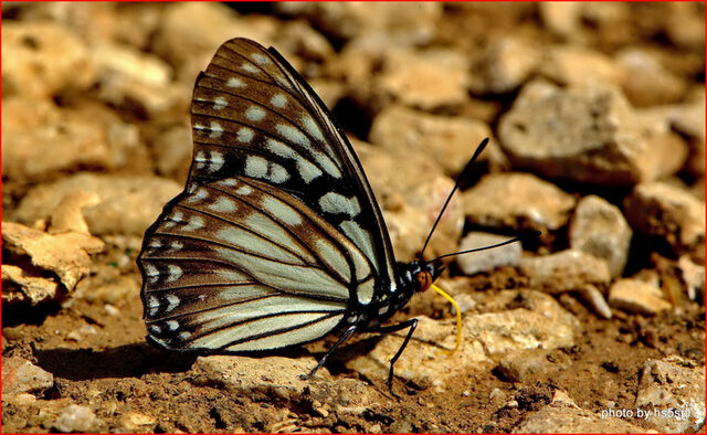 Hestina persimilis persimilis