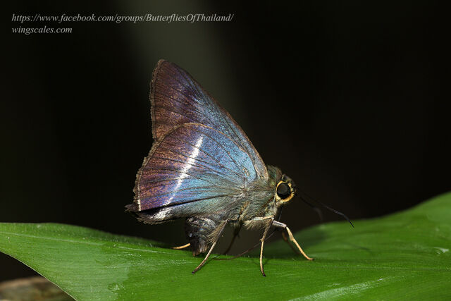 Hasora malayana malayana