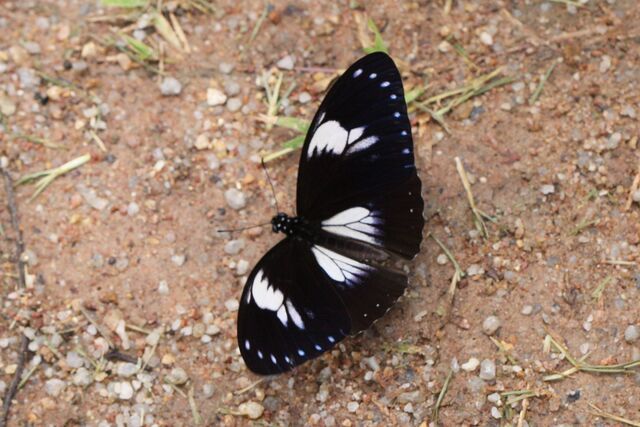 Papilio paradoxa telearchus
