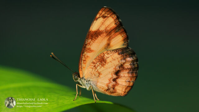 Pantoporia hordonia hordonia