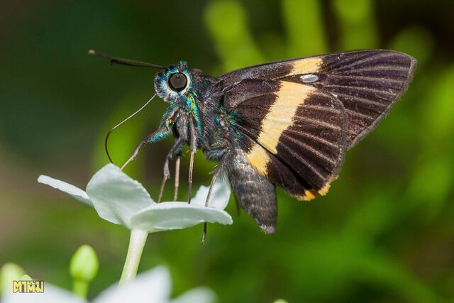 Acerbas sarala chinensis