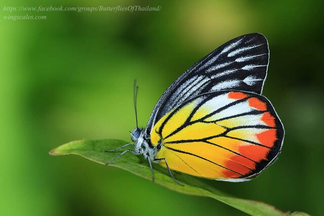 Delias hyparete indica