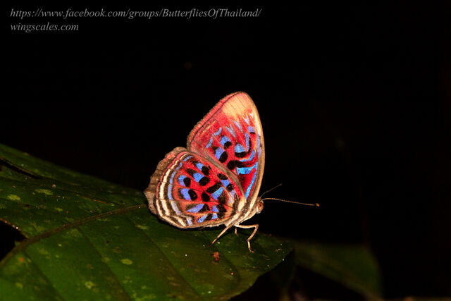 Paralaxita telesia lyclene