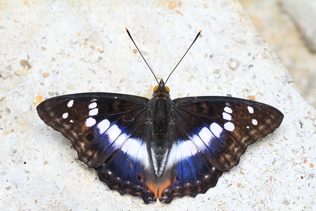 Mimathyma ambica miranda