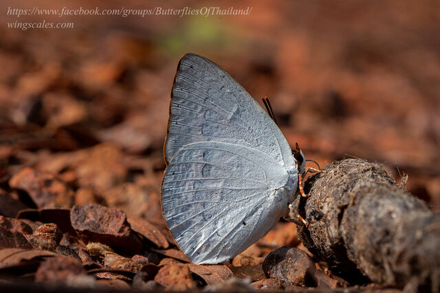 Curetis saronis indosinica