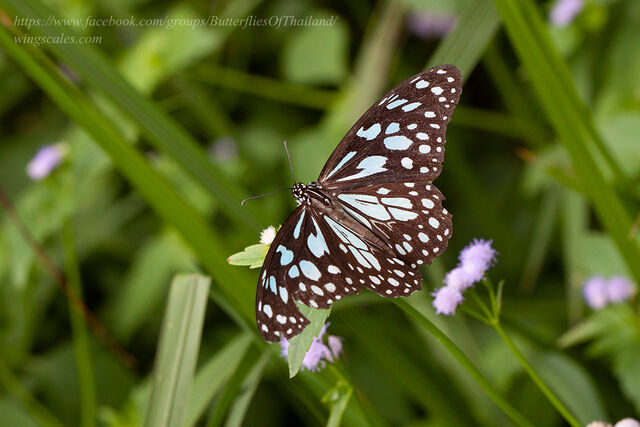 Tirumala limniace limniace