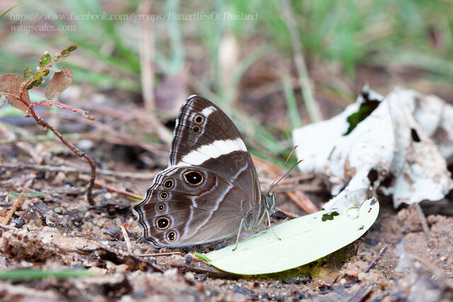 Lethe confusa confusa