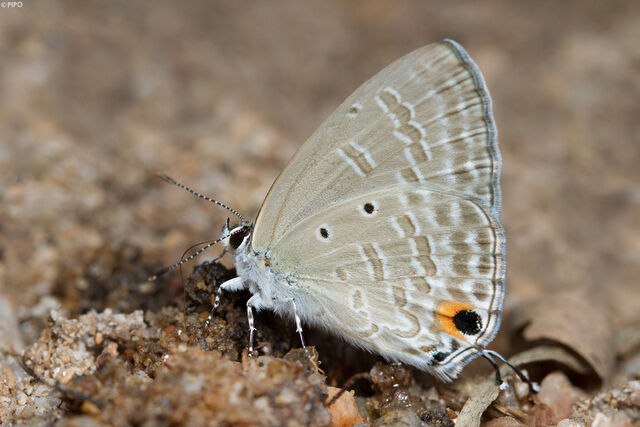 Catochrysops strabo strabo