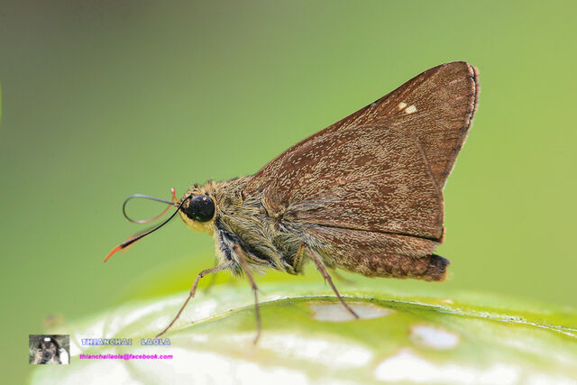 Pithauria stramineipennis stramineipennis