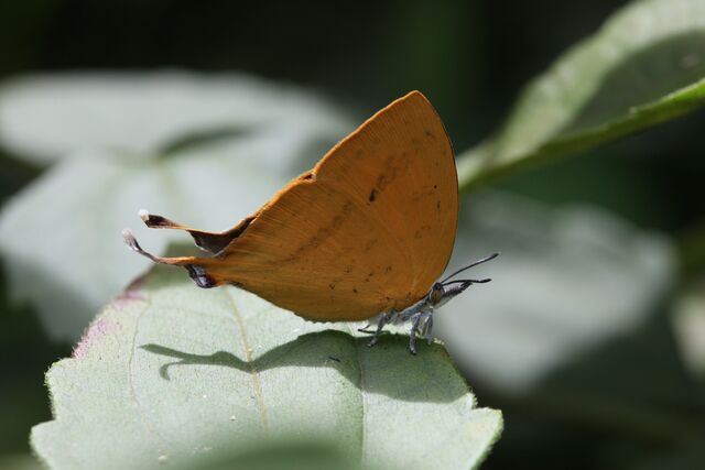 Loxura atymnus continentalis