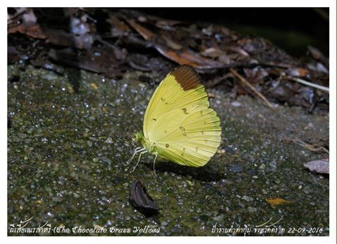 Eurema sari sodalis