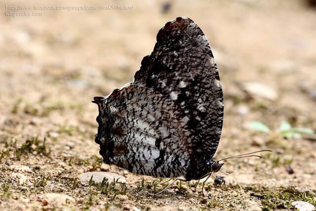 Elymnias nesaea timandra