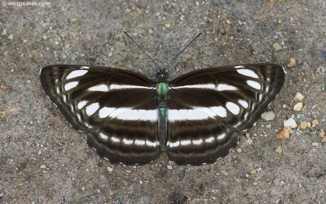 Neptis cartica burmana