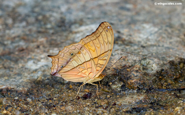 Vindula dejone erotella