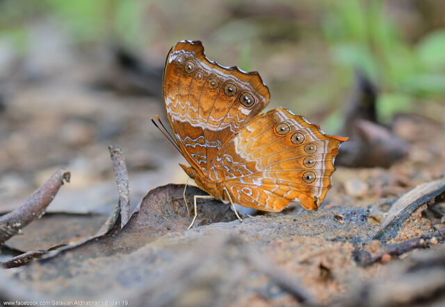 Rhinopalpa polynice eudoxia