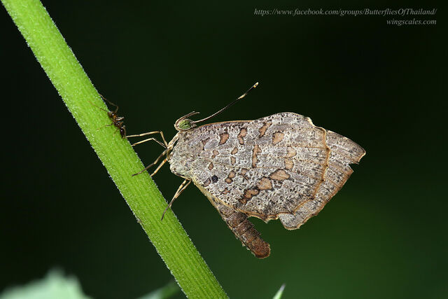 Allotinus drumila aphthonius