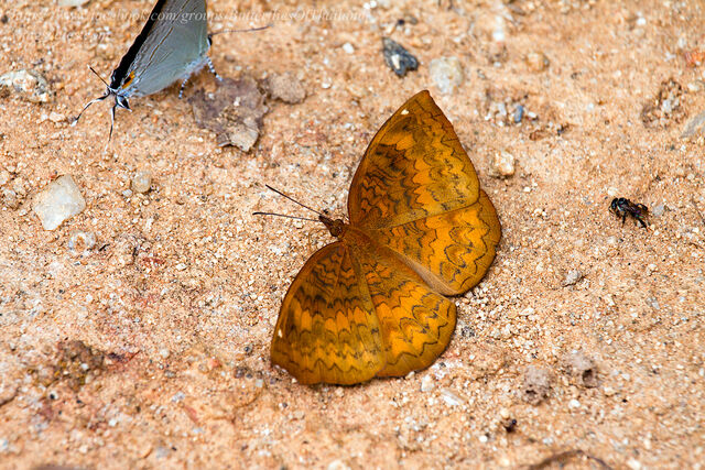 Ariadne merione tapestrina