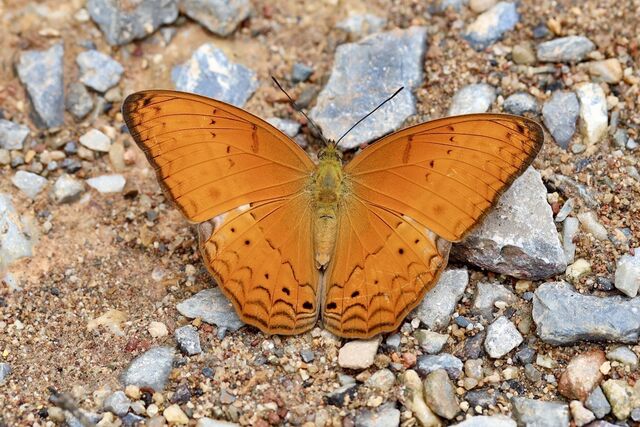 Cirrochroa tyche mithila