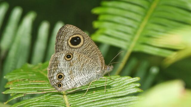 Ypthima pandocus corticaria
