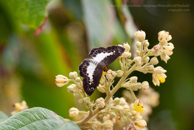 Gerosis phisara phisara