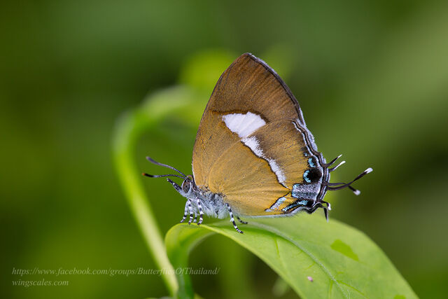 Horaga albimacula viola