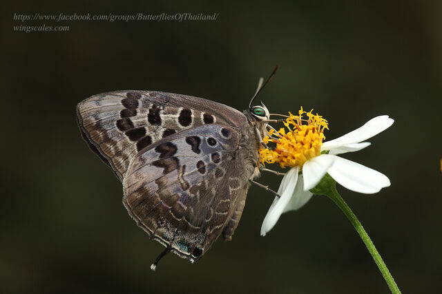 Arhopala hellenore hellenore