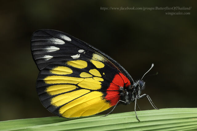 Delias pasithoe pasithoe