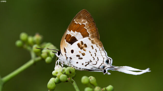 Bindahara phocides phocides