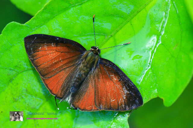 Rapala pheretima petosiris