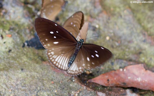Euploea doubledayi doubledayi