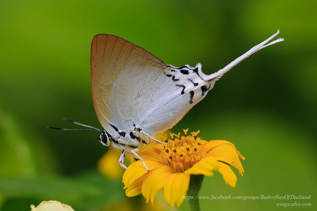 Jacoona anasuja anasuja