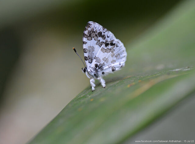 Taraka mahanetra mahanetra