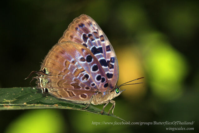 Arhopala anthelus anthea