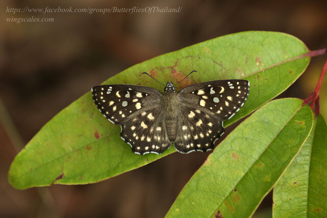 Abaratha agama agama