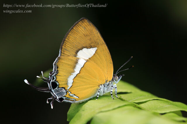 Horaga syrinx moulmeina