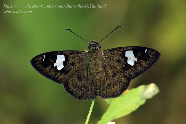 Celaenorrhinus asmara asmara