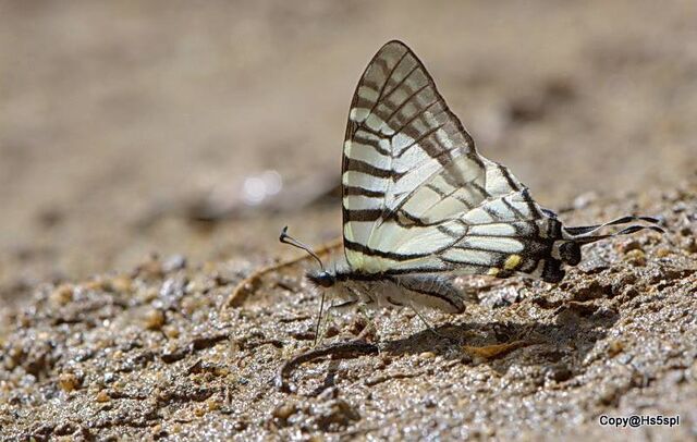 Graphium mandarinus fangana