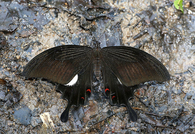 Papilio iswara iswara