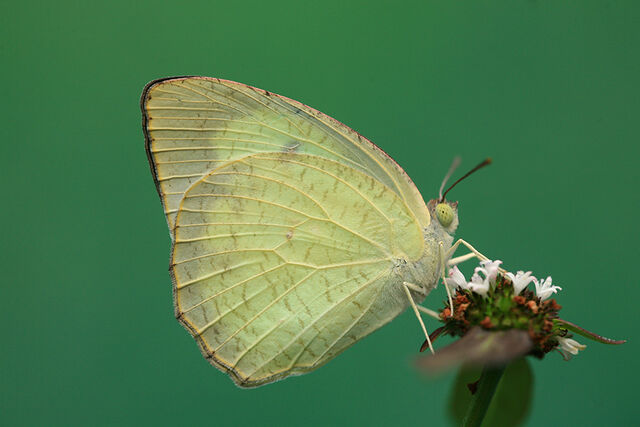 Catopsilia pyranthe pyranthe