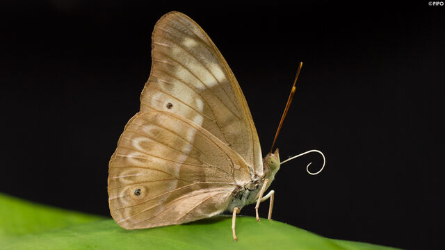 Eulaceura osteria kumana