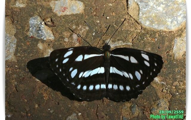 Neptis magadha magadha