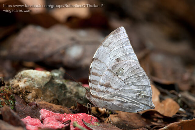 Zeuxidia aurelius aurelius