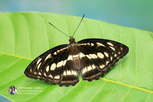 Athyma selenophora bahula