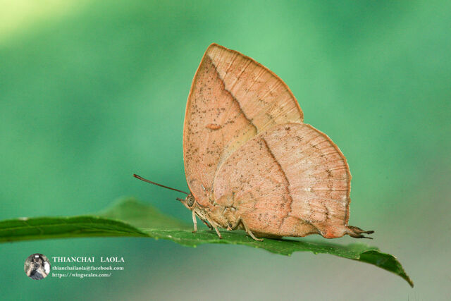 Amblypodia anita anita