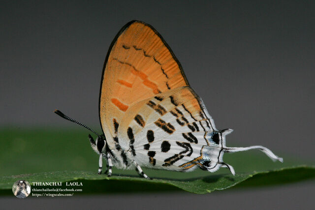 Drupadia ravindra boisduvalii